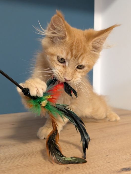 -RZERWACJA- Chester  rudy kocurek Maine Coon. Zapraszamy