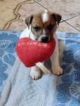 Jack Russell Terrier