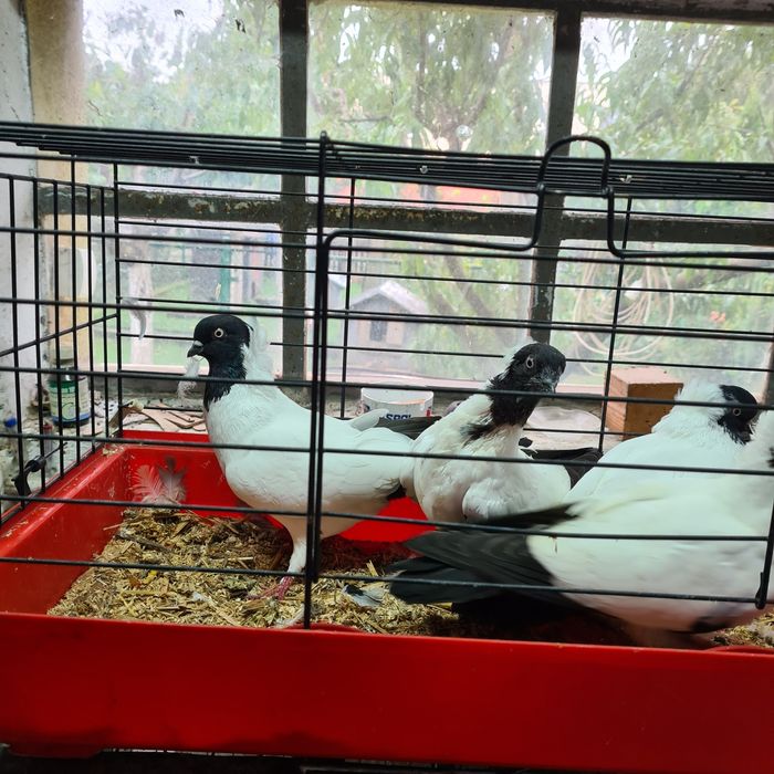 Sprzedam gołębie zakonniki