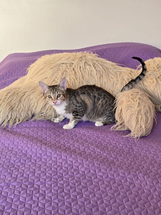 Nestor. Para adopção!