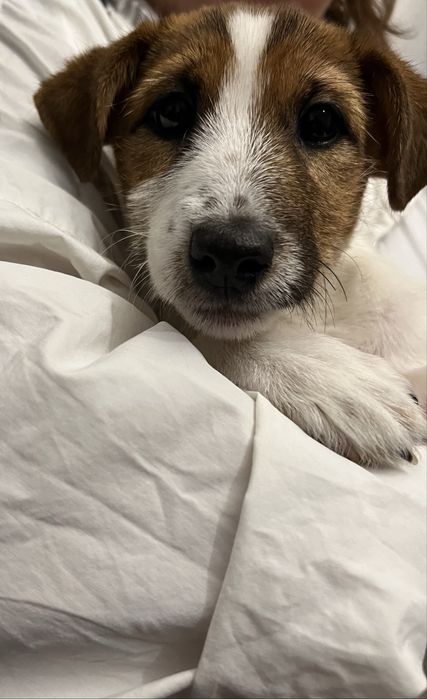 Щенки Джек Рассел терьер