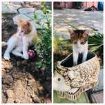 Отдам котят в добрые ручки