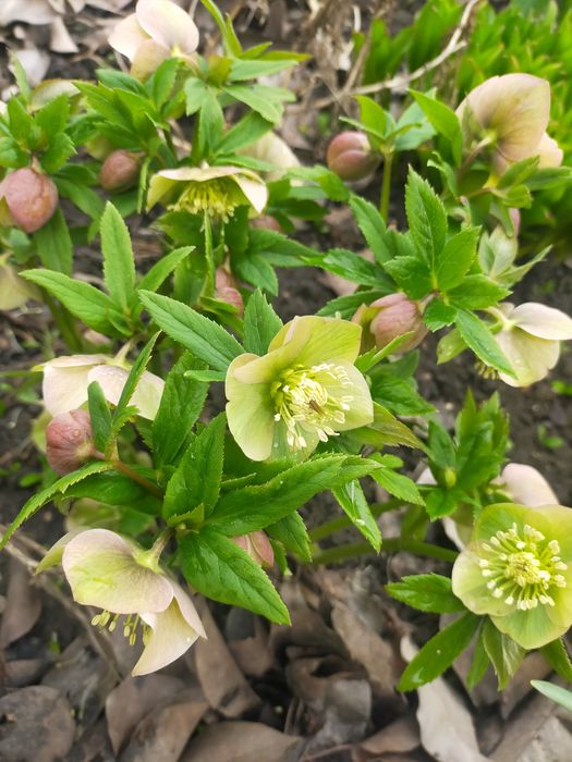 Продам Морозник.