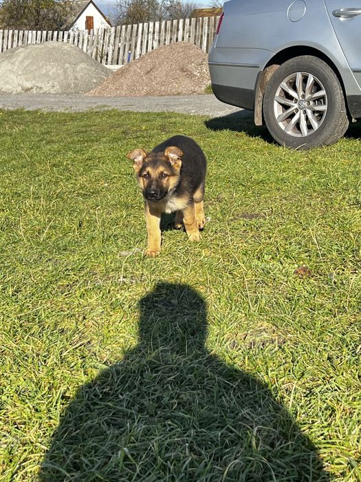 Цуценя німецької вівчарки