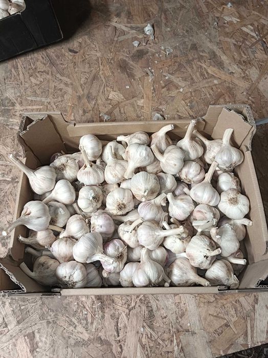 Czosnek Ornak 70 sztuk 4,0 cm przesyłka OLX Tanio!