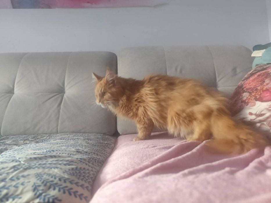 Aslan Kocie Urwisy*PL  Rudy Kocurek Maine Coon