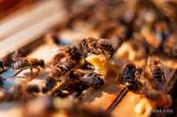 Odkłady pszczele / pszczoły 2024