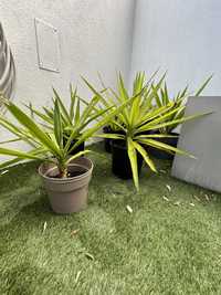 Planta yuca resistente