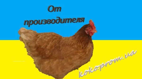 Инкубационное яйцо Тетра СЛ Украина