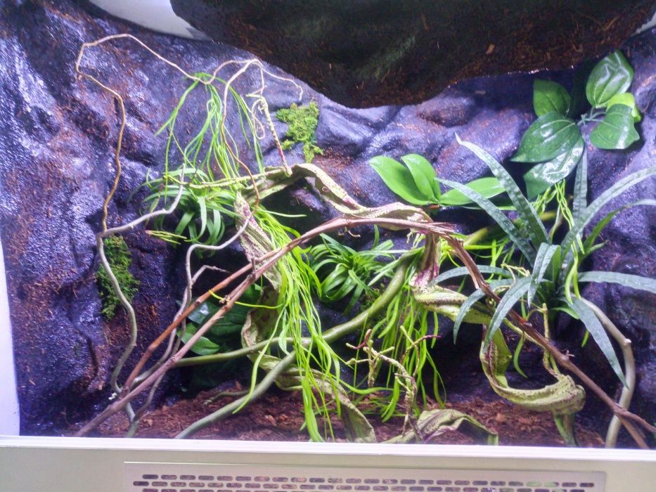 Terrarium nr46 80/40/60 tropikalne dla gekonów orzęsionych -na zamówie