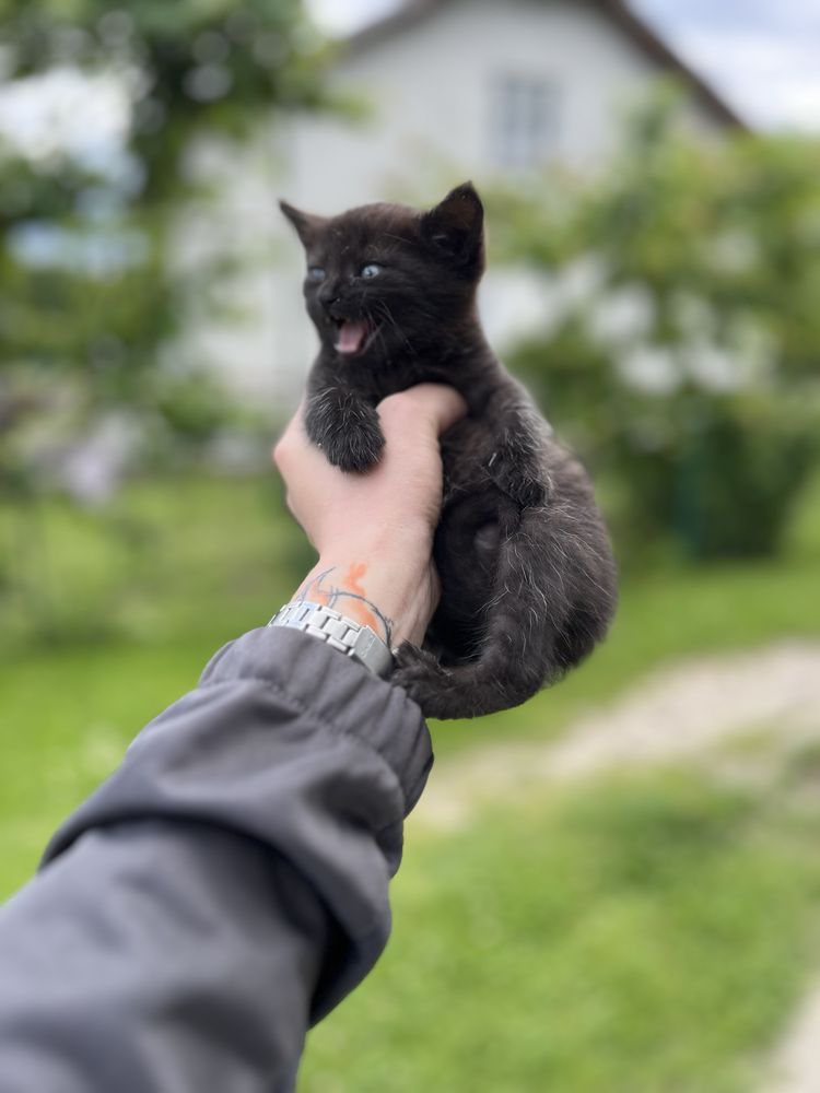 Віддамо кошенят у добрі руки