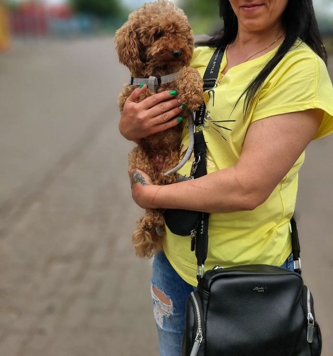 Вязка  Той Пудель