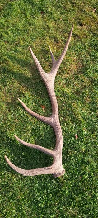 Poroże jelenia duże