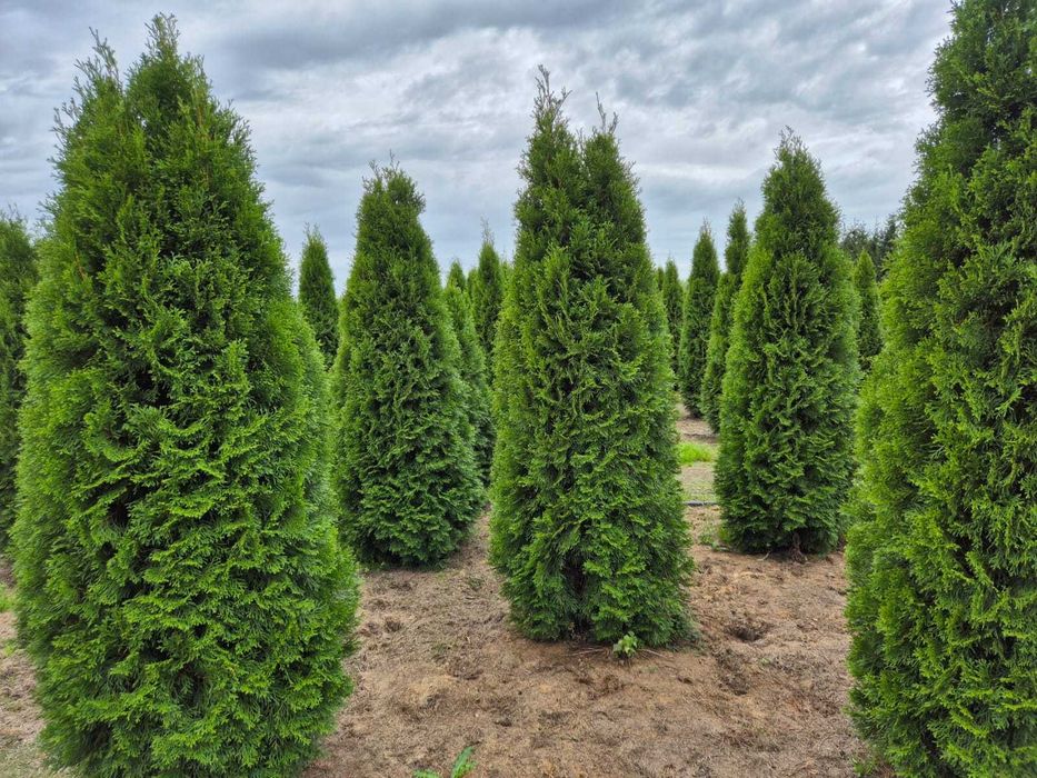 Tuja Szmaragd/Tuje Szmaragd 240cm, Sadzenie transport