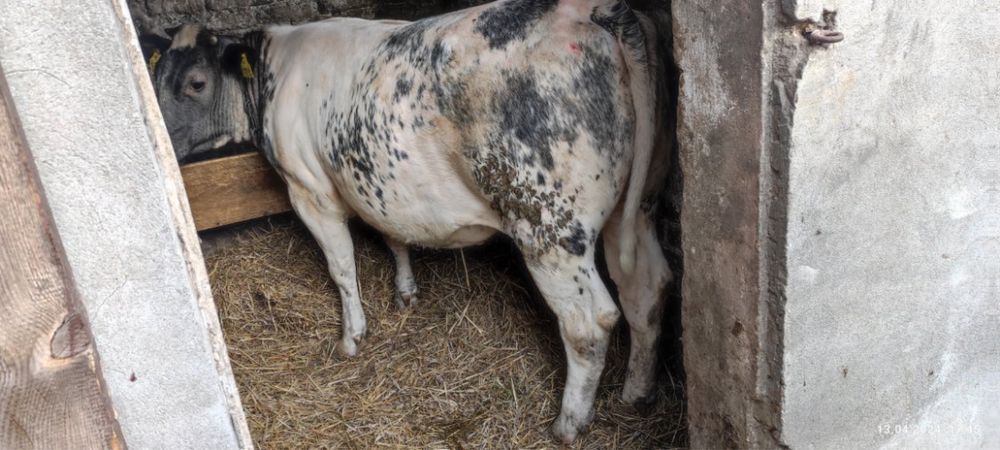 Jałówka mięsna BB ok 400 kg