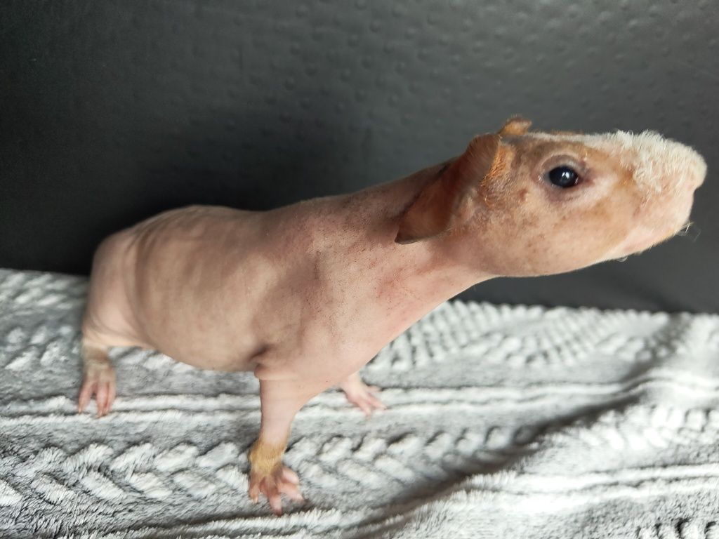 Dwa samce, świnki skinny, cavia domowa