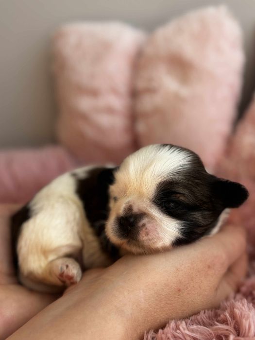 Sunia rasy shih tzu