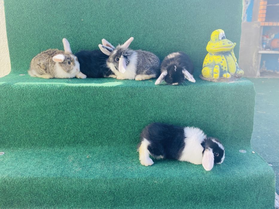 Coelho anao mini lop