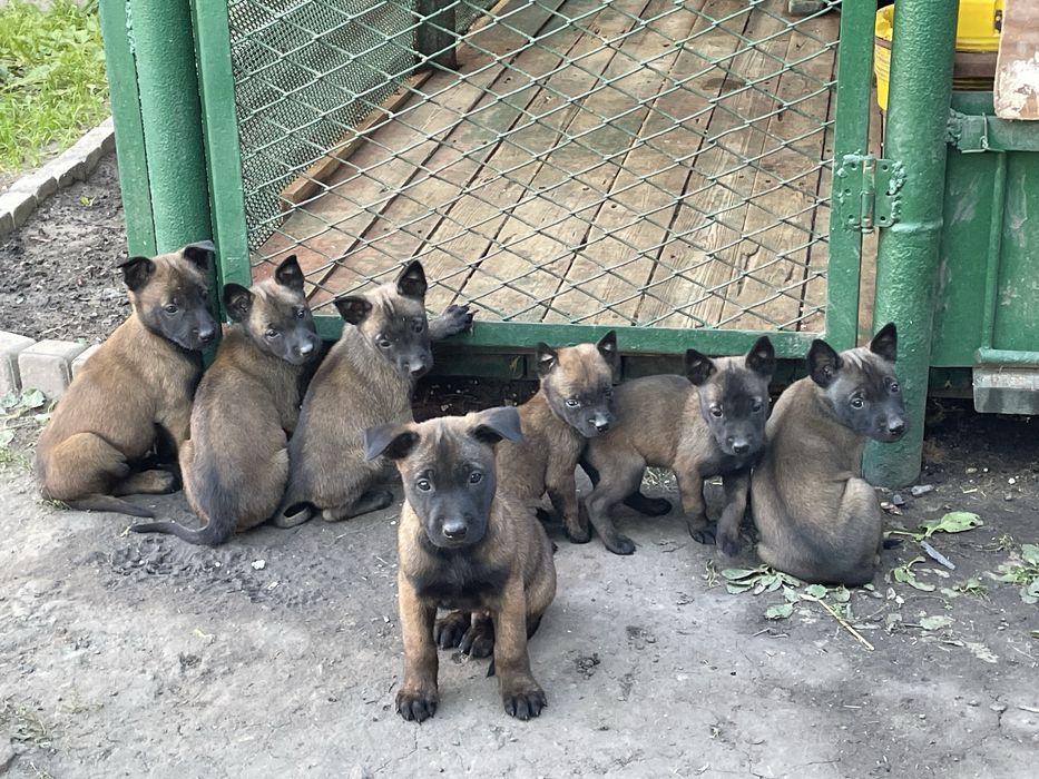 Щенки Бельгійської вівчарки Малінуа