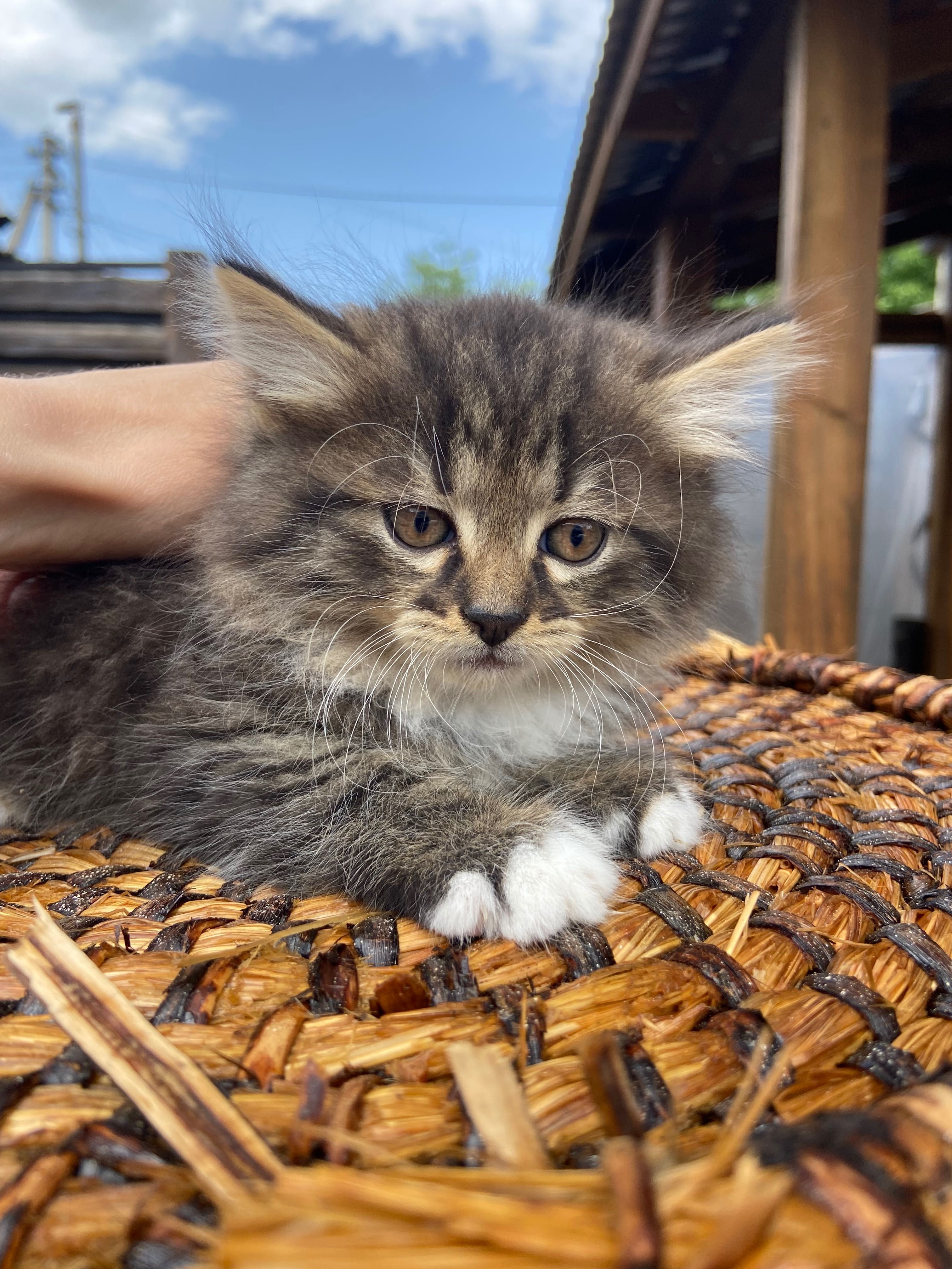 віддам кошенят Млинів, Дубно