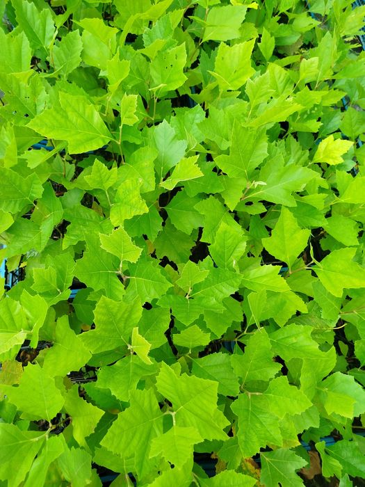 Саджанці дерев на дорощування