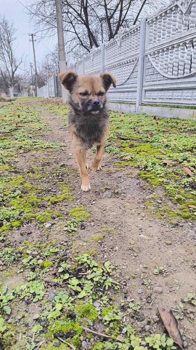 Віддам у добрі руки