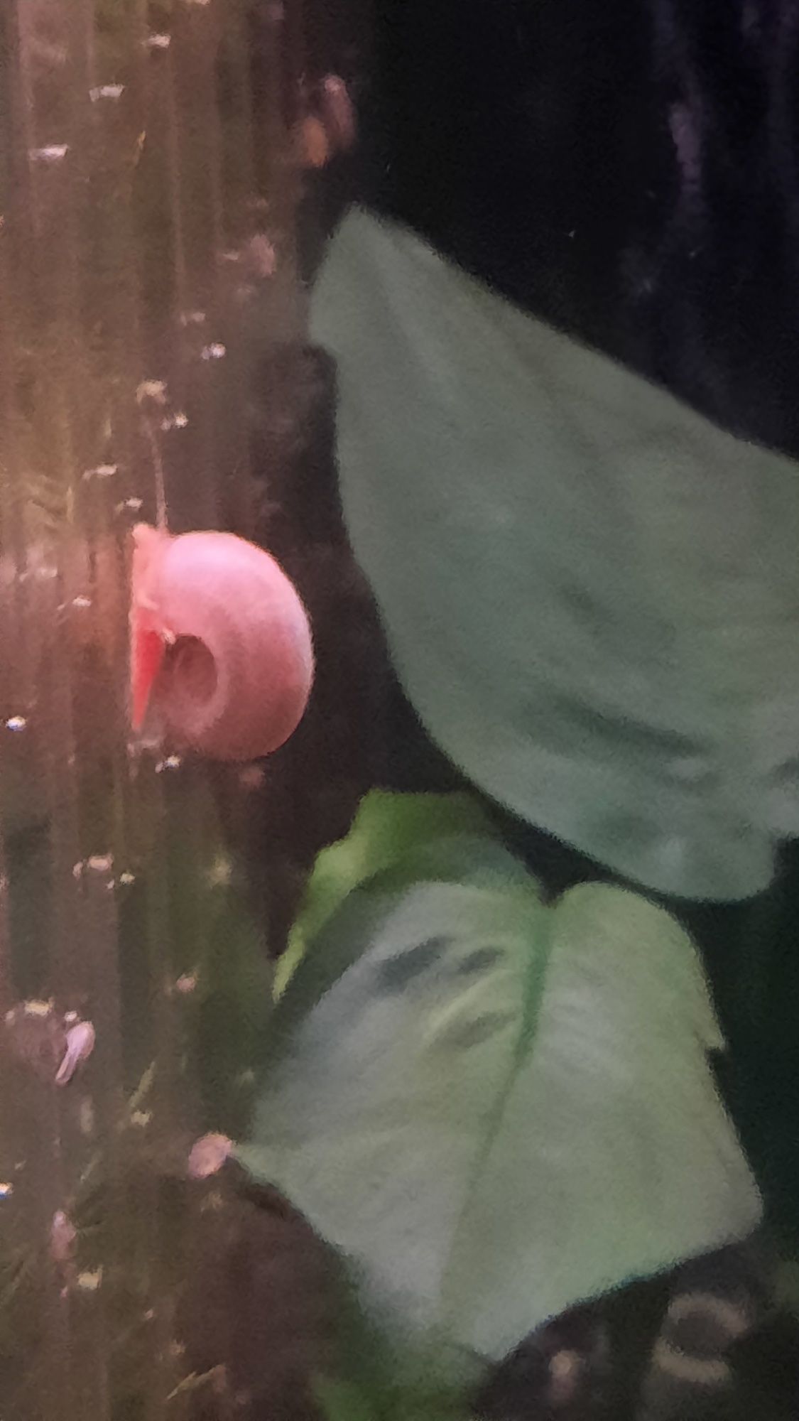 Caracol planorbella dury pink