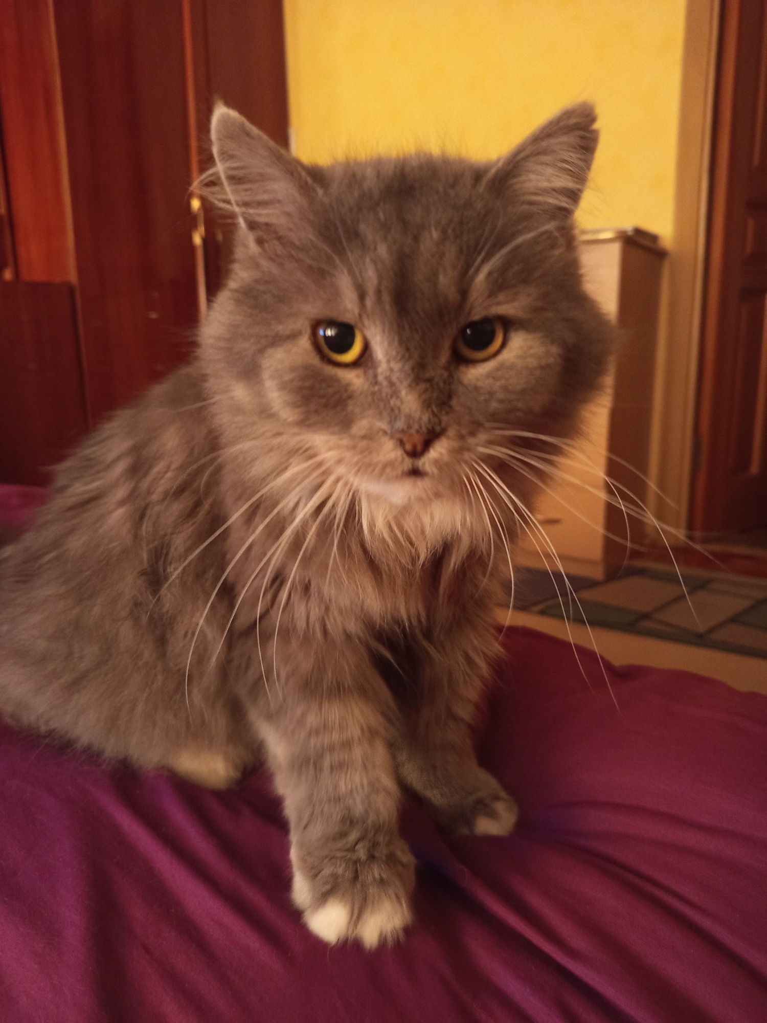 Отдам кота (3 года)/Віддам кота (3 років)