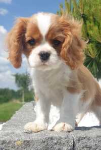 Cavalier King Charles Spaniel ZKwP FCI Suczka