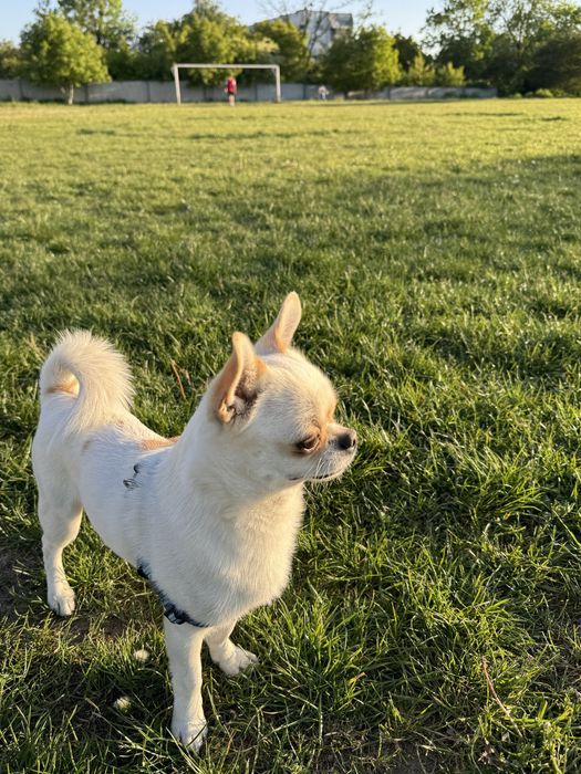 Вʼязка чихуахуа