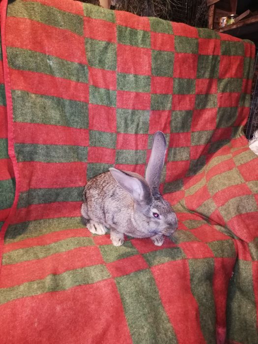 Продам кролі різного віку.