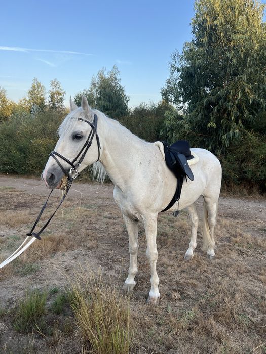 Sela de cavalo ensino como nova