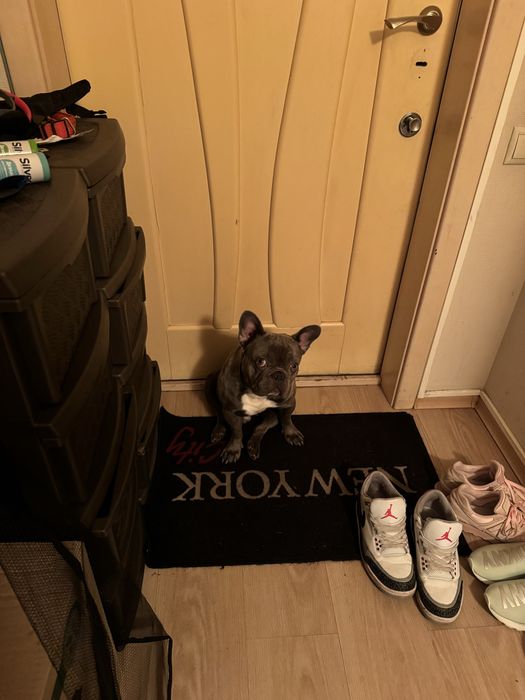 Французський бульдог Вязка. Хлопчик