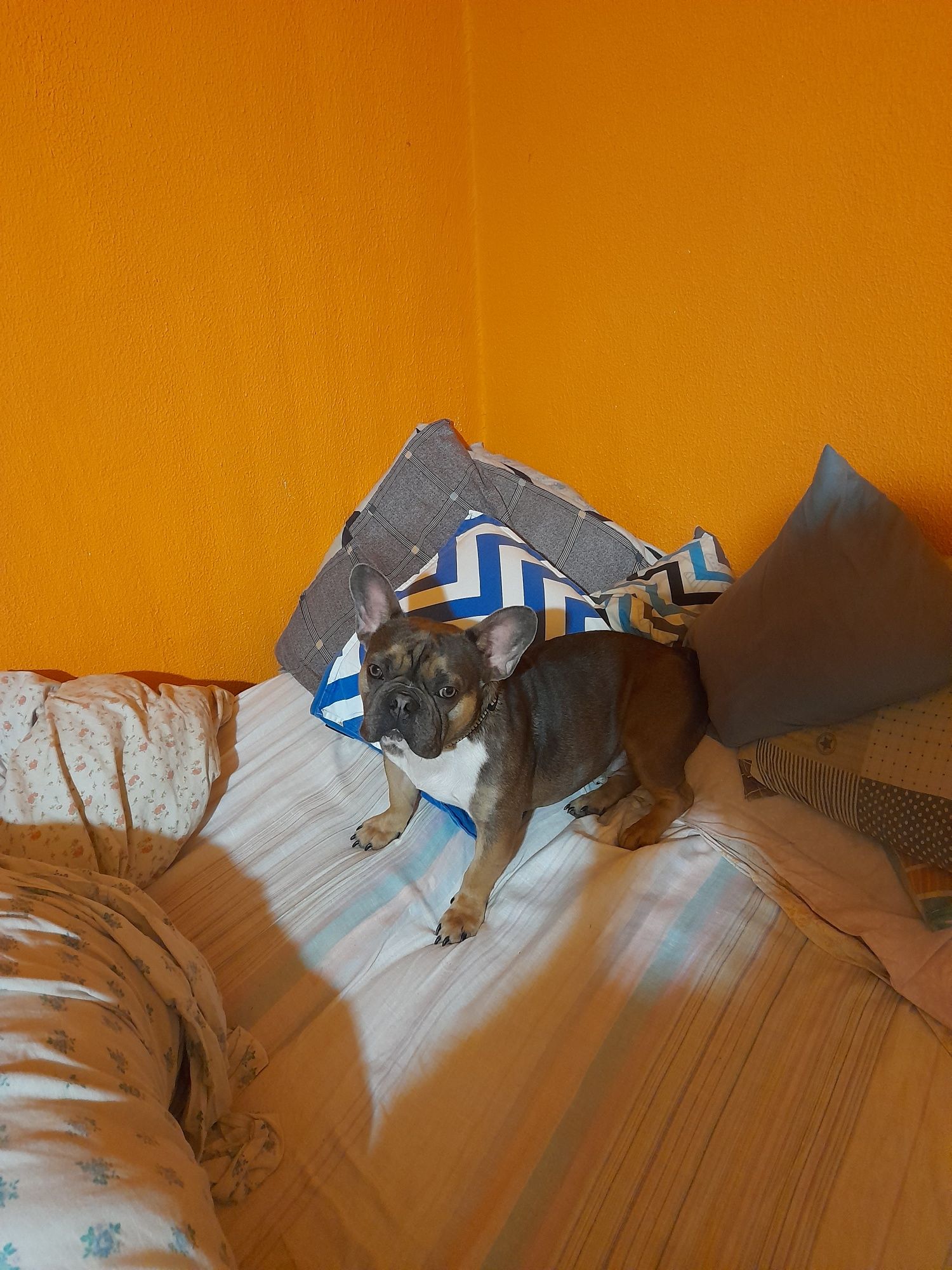 Buldog francuski pies wykastrowany
