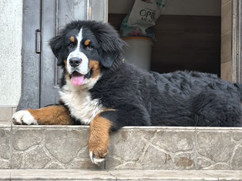 Хлопчик бернський зененхунд