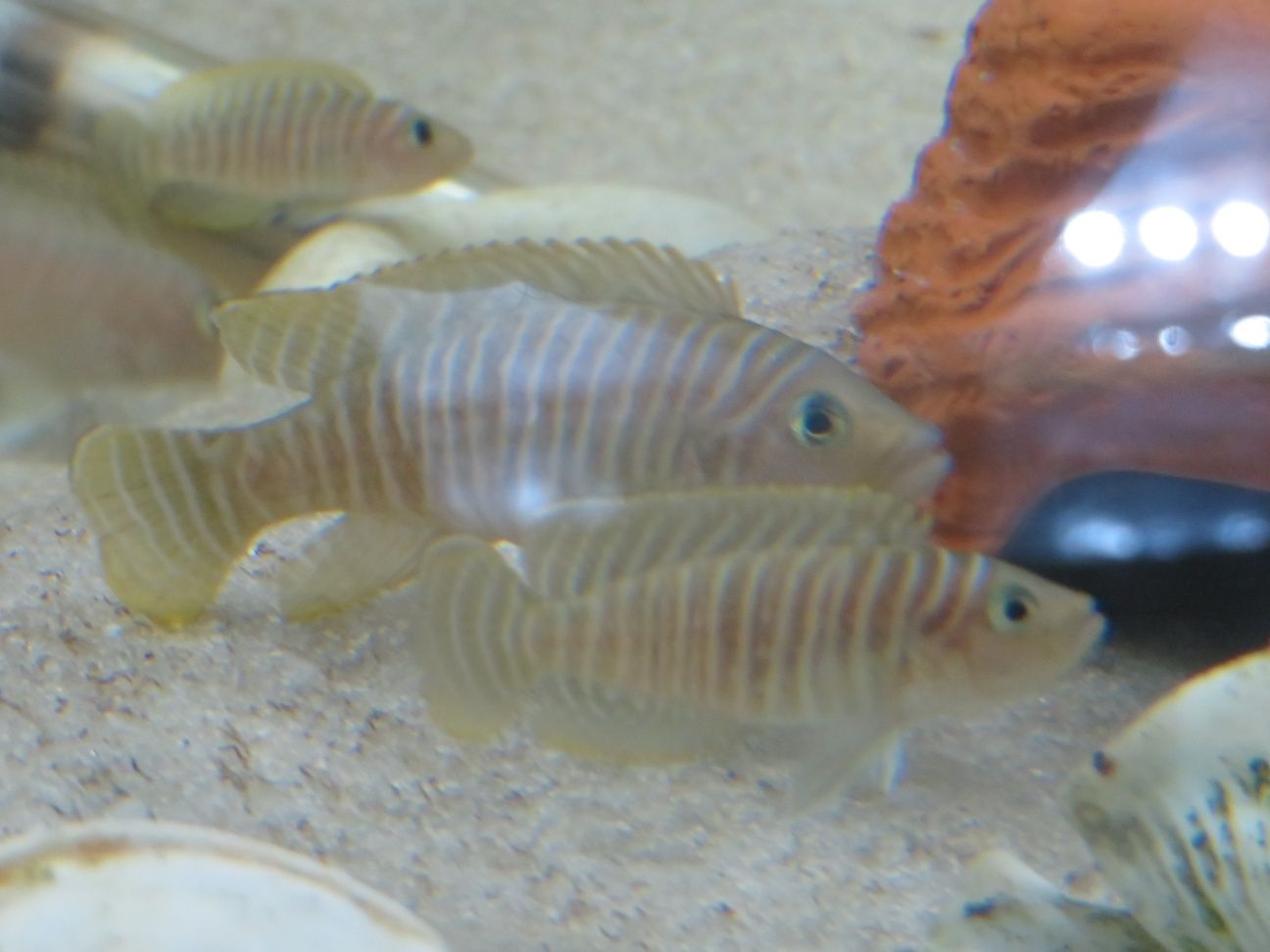 Neolamprologus similisi tanganika 2