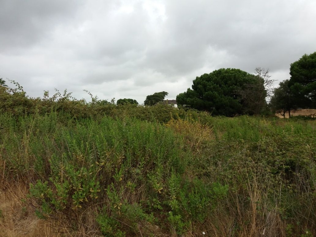 Limpeza de terrenos, Poda/Abate de Arvores  Preços Baixos