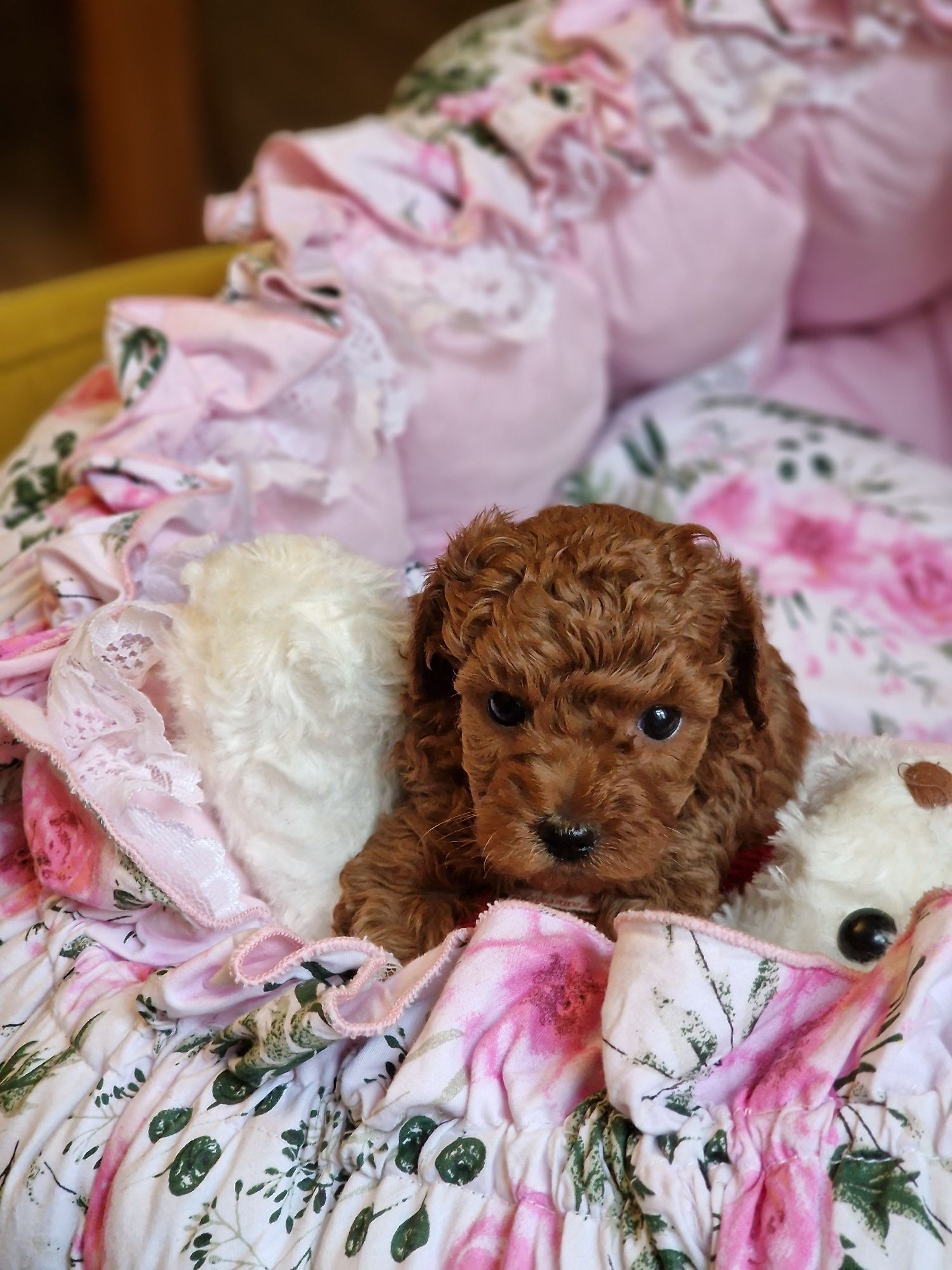 Śliczny chłopiec maltipoo  xxs