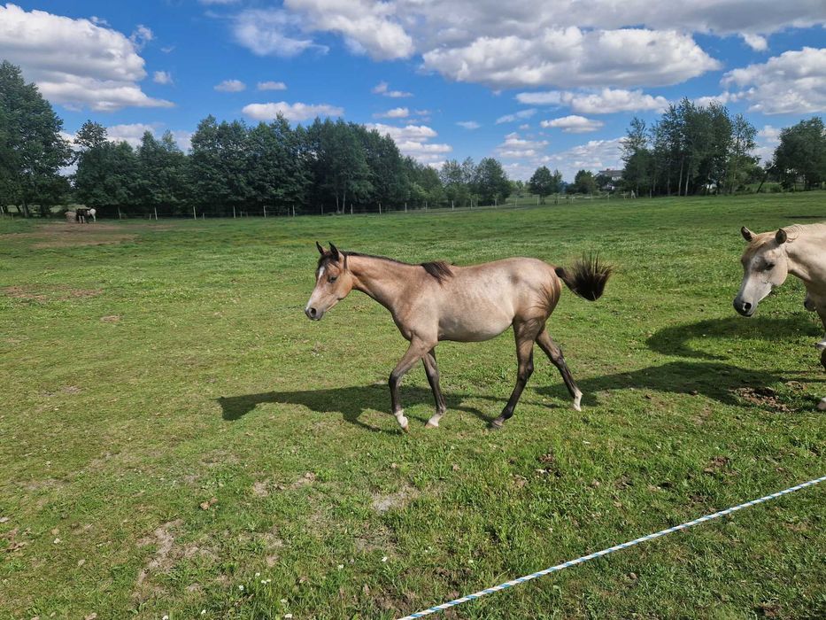 Roczna klacz, czysta krew arabska