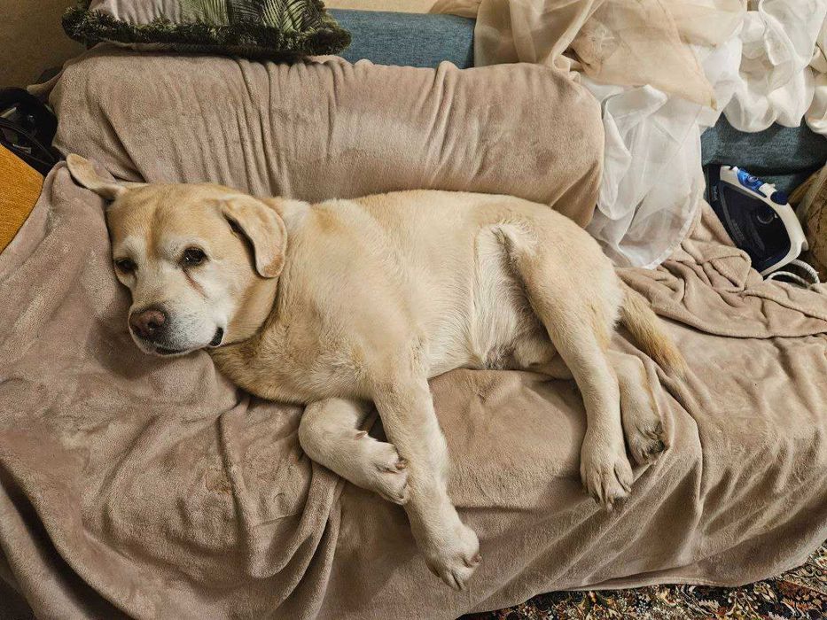 Лабрадор вязка шукаєм дівчинку