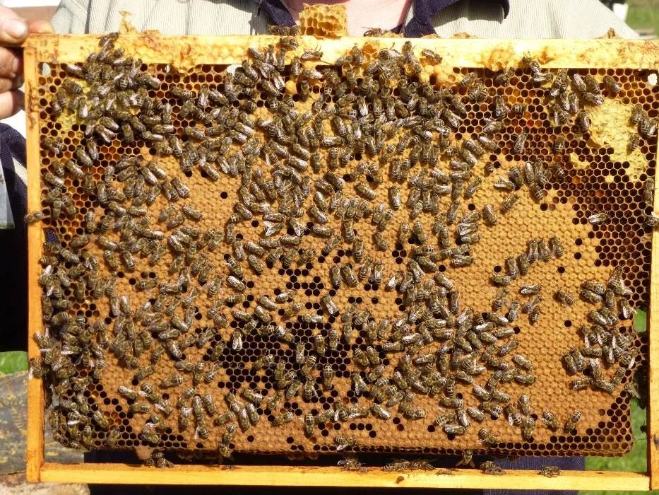 Продам 10 рамкові Бджолосім‘ї