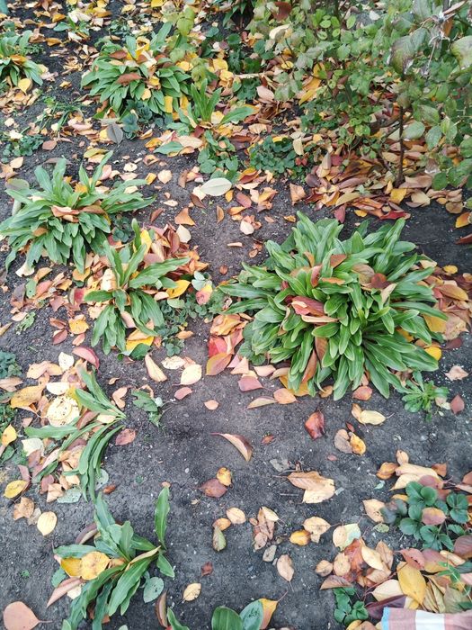 Продам кусты-луковицы лечебной лилии.хризонтемы низкорослые и высокие