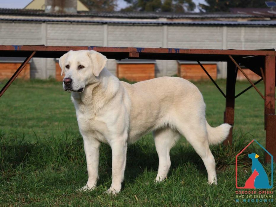 Sunia Junga szuka domu!