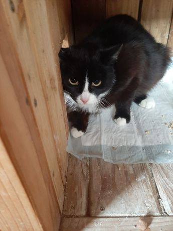 Bialo-czarna kotka Norka szuka domu