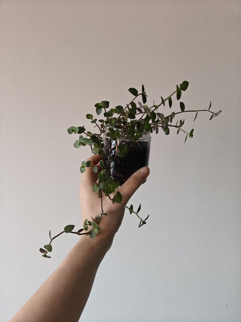 Калізія повзуча callisia repens