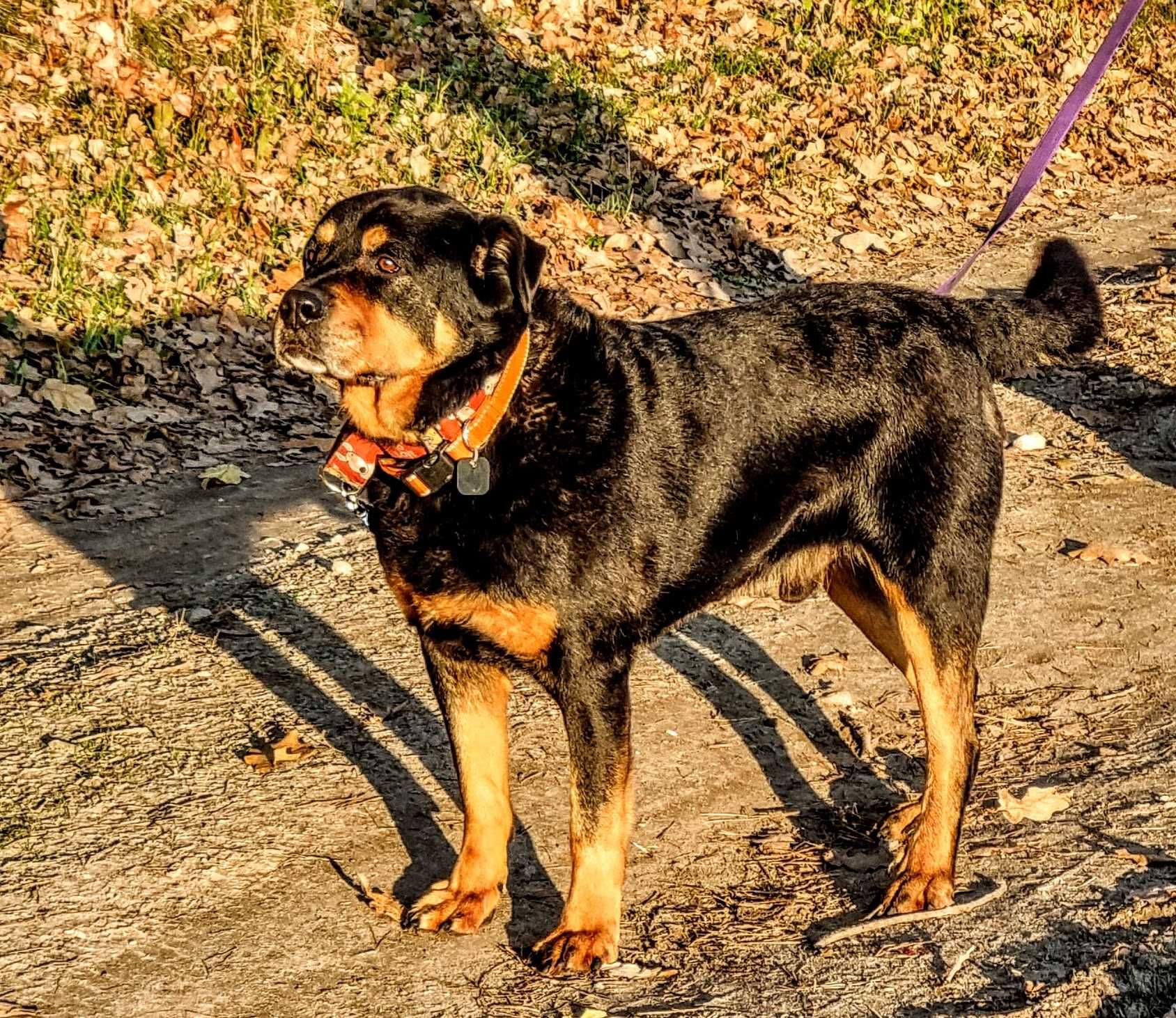 Fiodor - w typie rottweiler, bardzo przyjazny,  grzeczny i łagodny