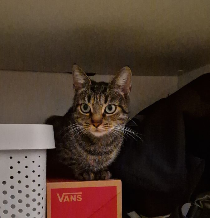 Mini Misia szuka swojego człowieka!