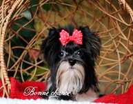 Yorkshire terrier suczka