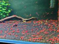 Krewetki neocaridina czerwone red sakura do krewetkarium i akwarium
