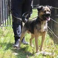 Pies Babiś, adopcja psów, oddam psa. Przygarnij psa ze schronsika.